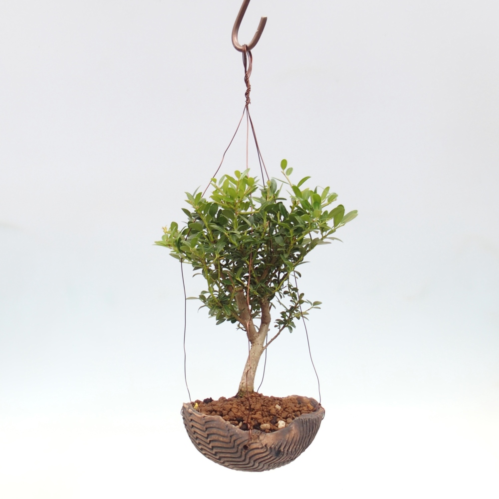 Kokedama aus Keramik - Ilex crenata - Holly