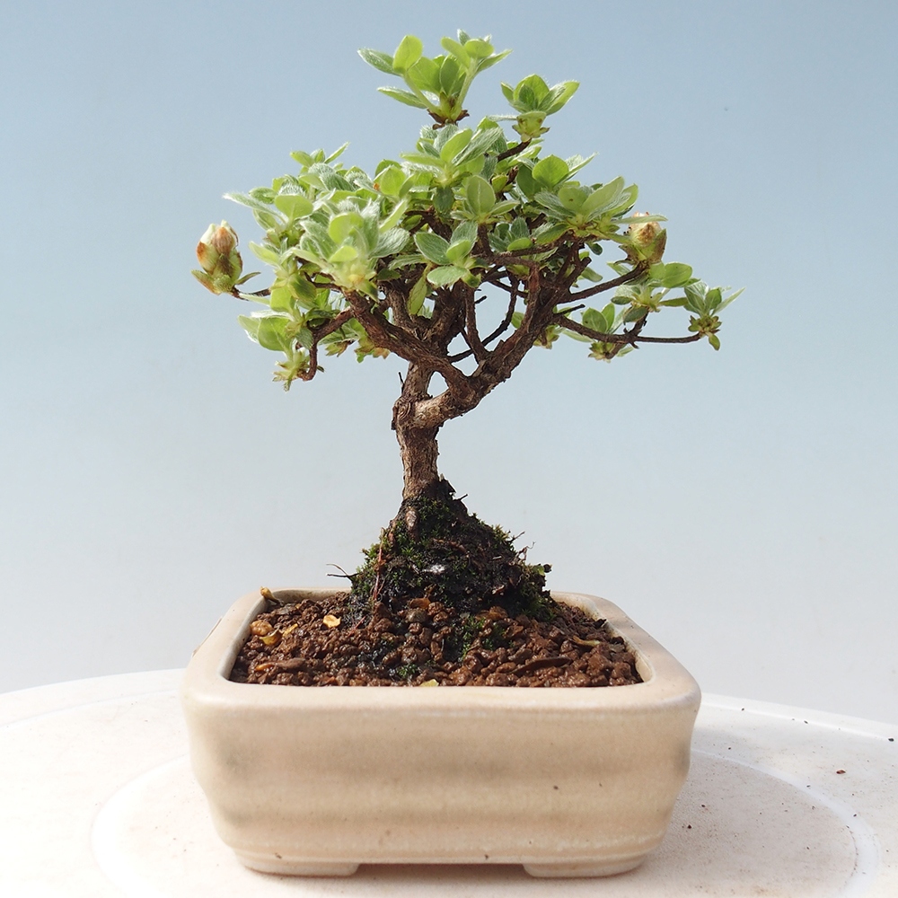 Outdoor-Bonsai - Rododendron indicum - Japanische Azalee