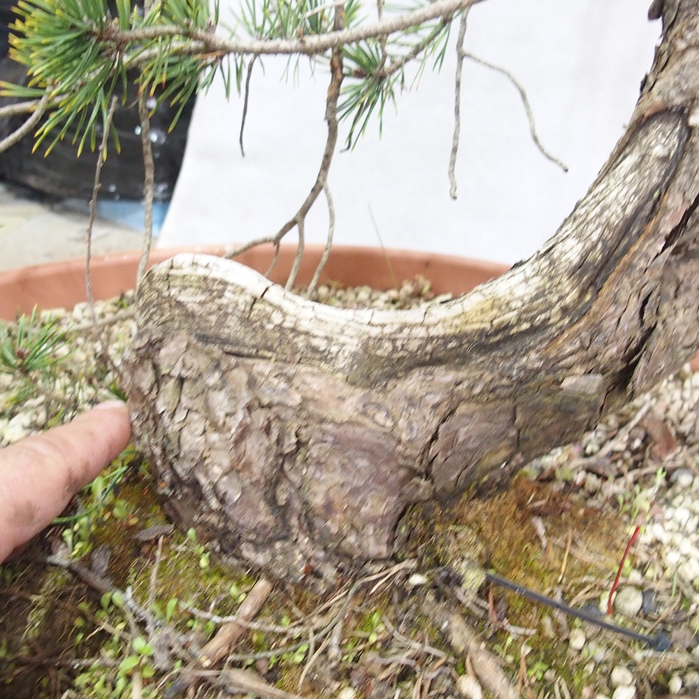 Yamadori - Pinus sylvestris 