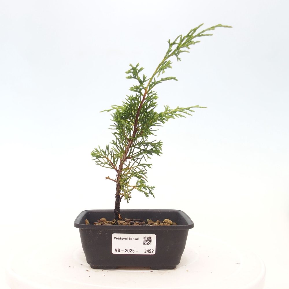 Outdoor bonsai - Juniperus chinensis Itoigawa - Chinese juniper