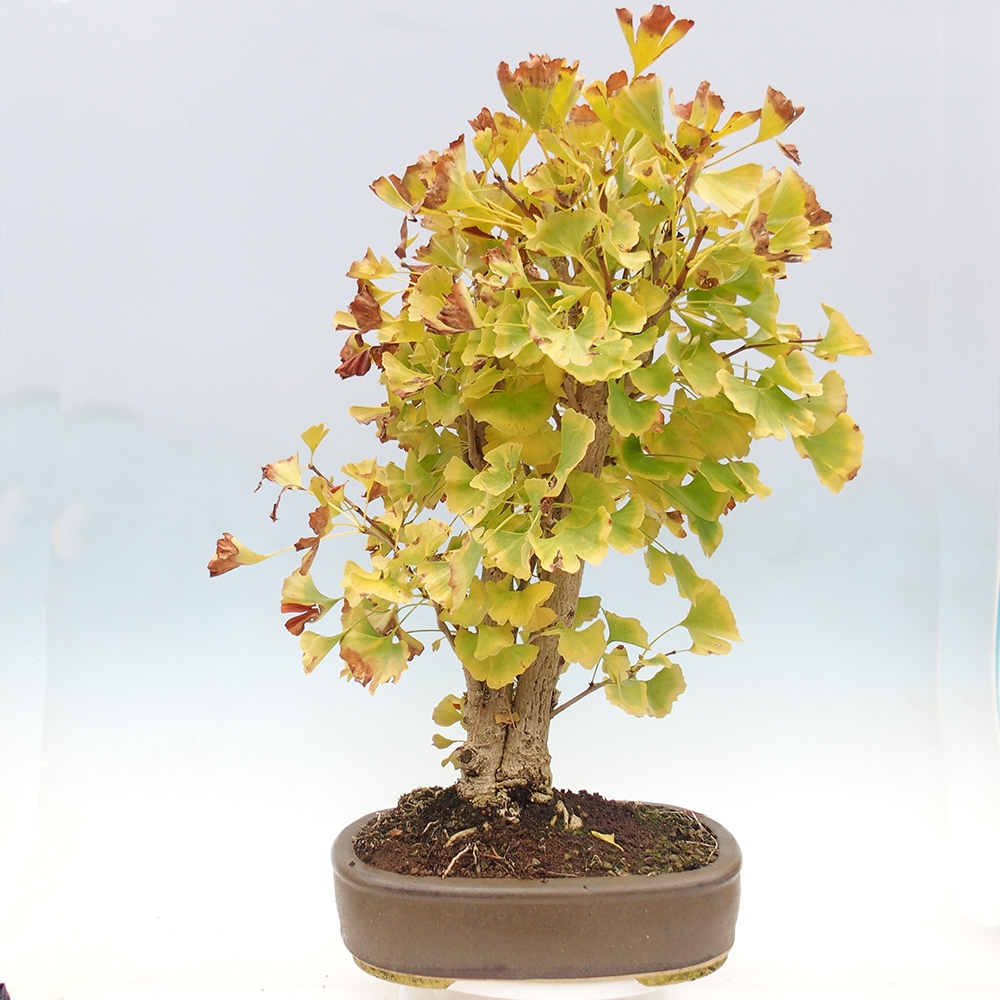 Bonsai im Freien - Ginkgo biloba