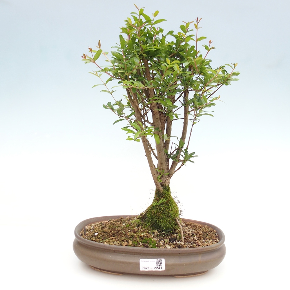 Zimmer Bonsai-PUNICA Granatum Nana-Granatapfel