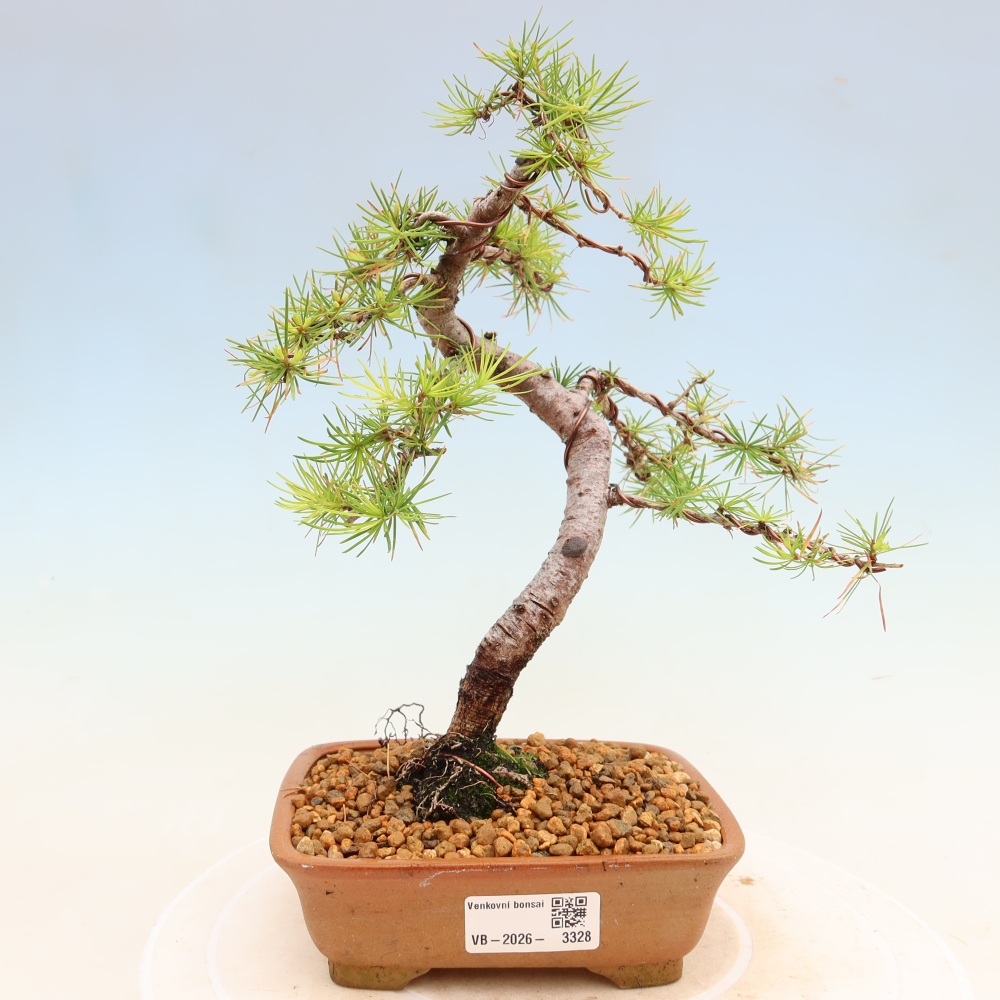 Bonsai für draußen -Larix decidua - Lärche