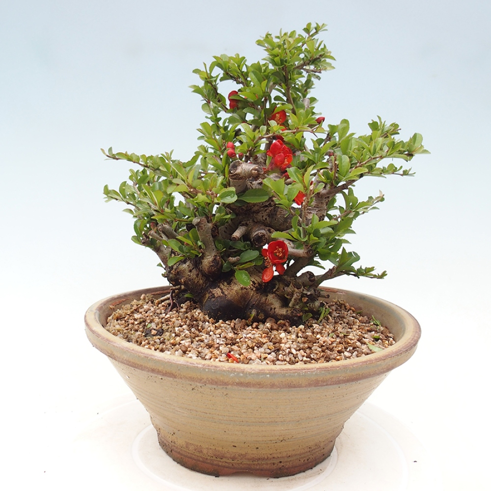 Bonsai für draußen - Chaneomeles speciosa - Quitte