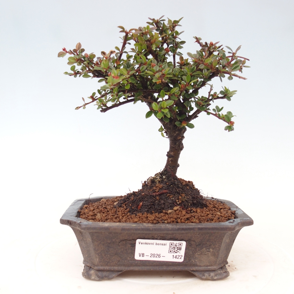 Bonsai für draußen - Cotoneaster horizontalis - Rocky Mountain