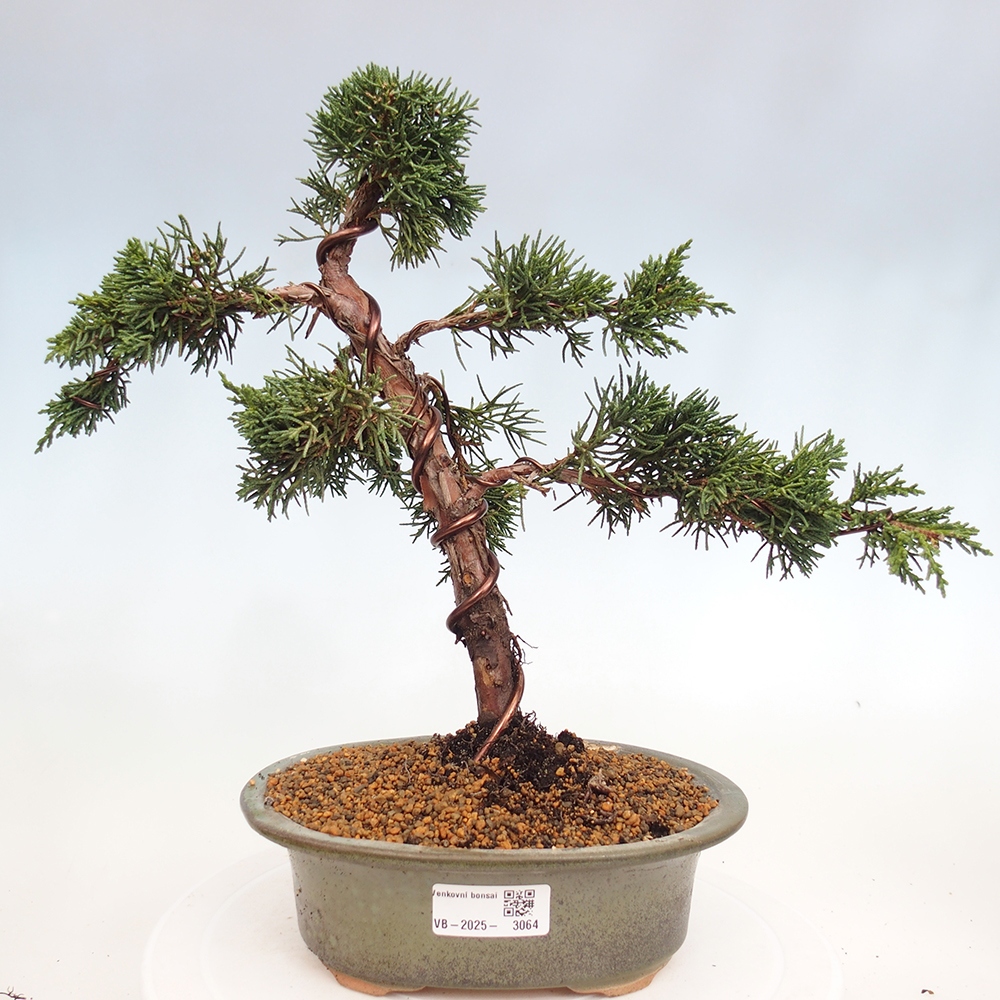 Bonsai im Freien - Juniperus chinensis Kishu - Chinesischer Wacholder