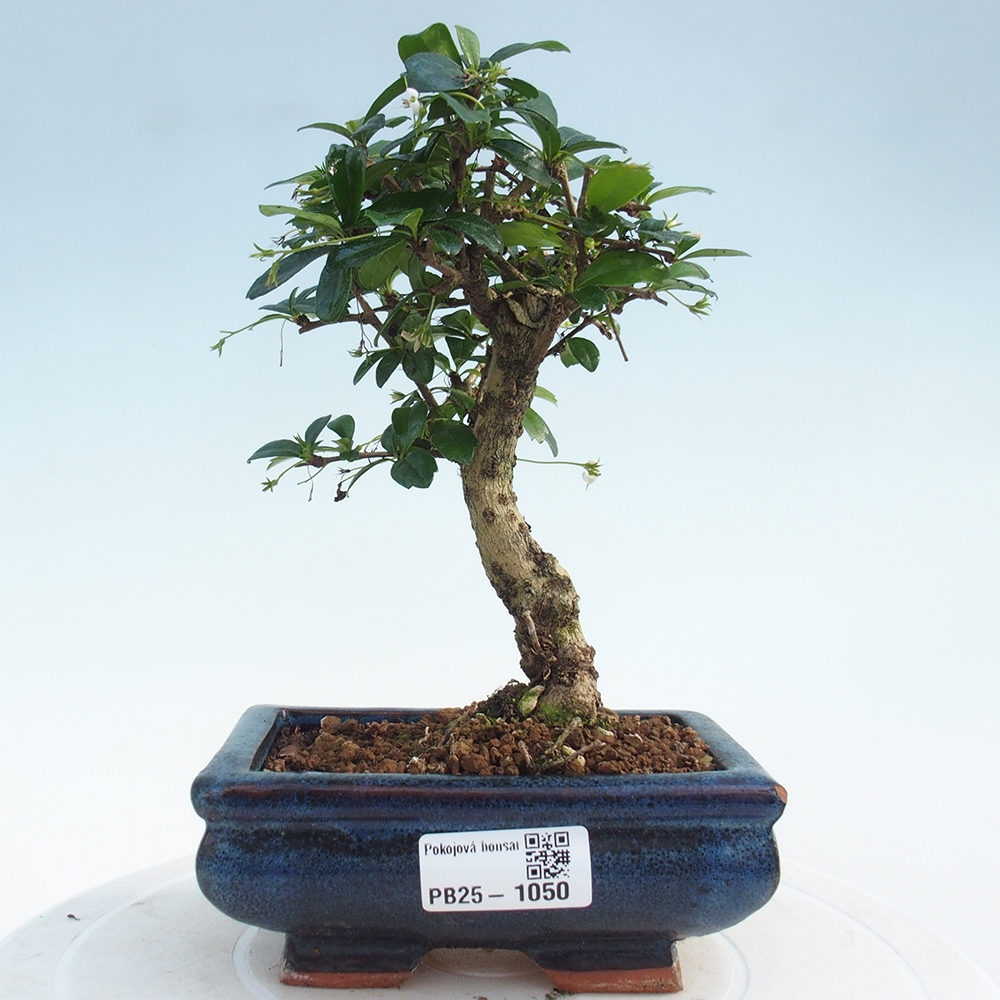 Zimmerbonsai - Carmona Macrophylla - Fuki-Tee