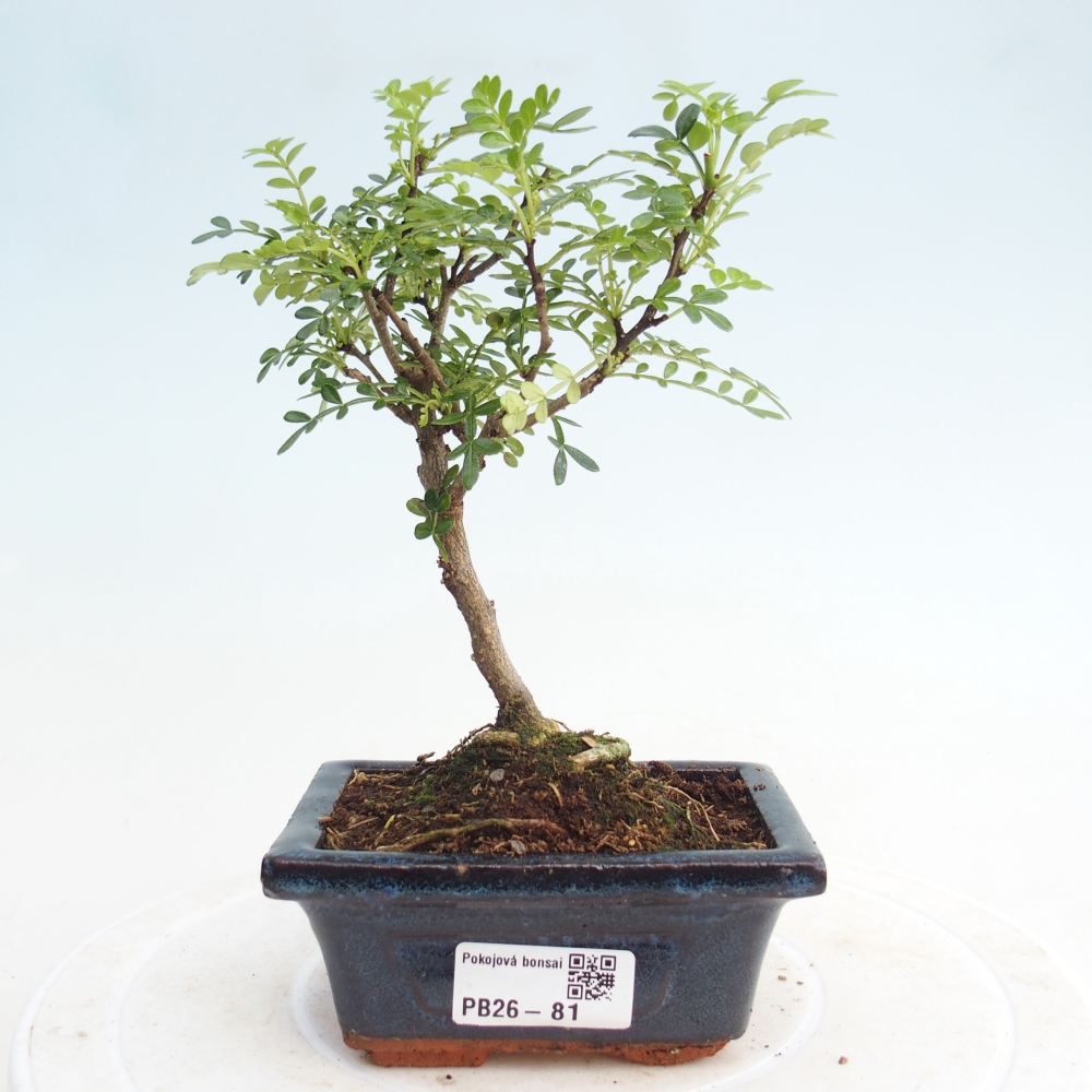 Zimmer Bonsai - Zantoxylum piperitum - Pfefferbaum