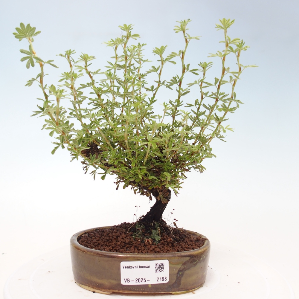 Outdoor-Bonsai-Fingerkraut - Potentila fruticosa gelber Vogel