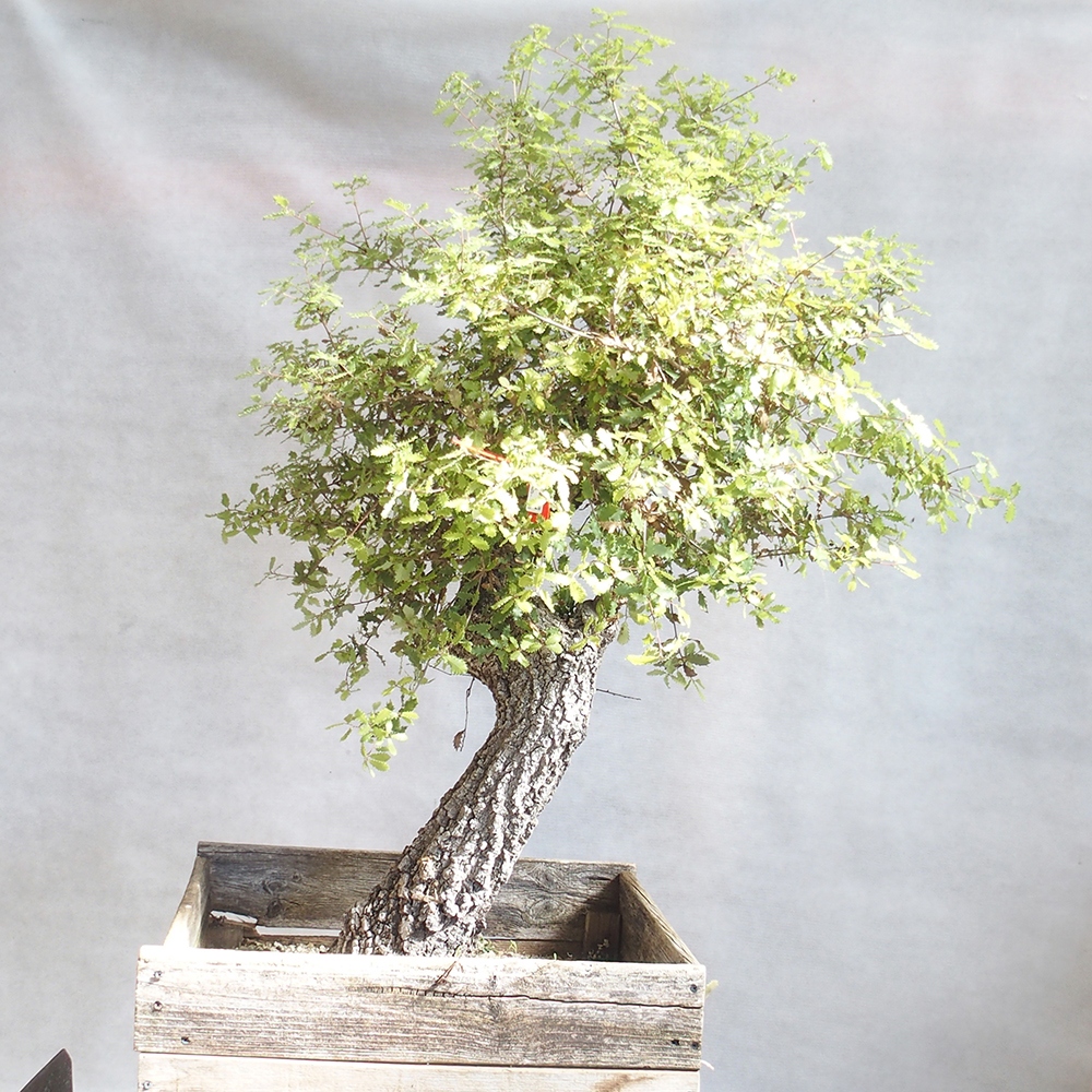 Freilandbonsai Quercus Cerris - Eiche Cer
