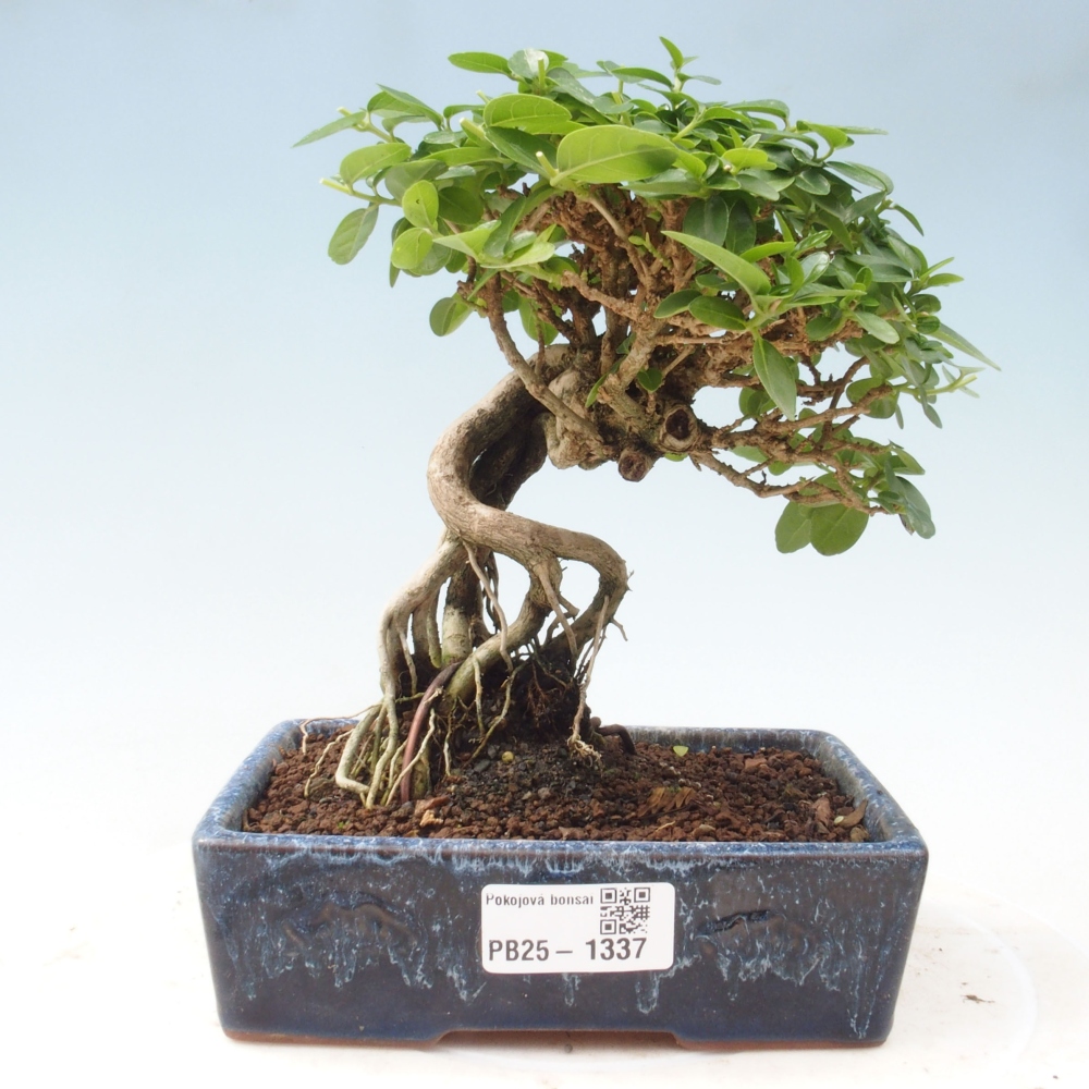 Zimmerbonsai - Premna serratifolia - Kozlovon kleinblättrig