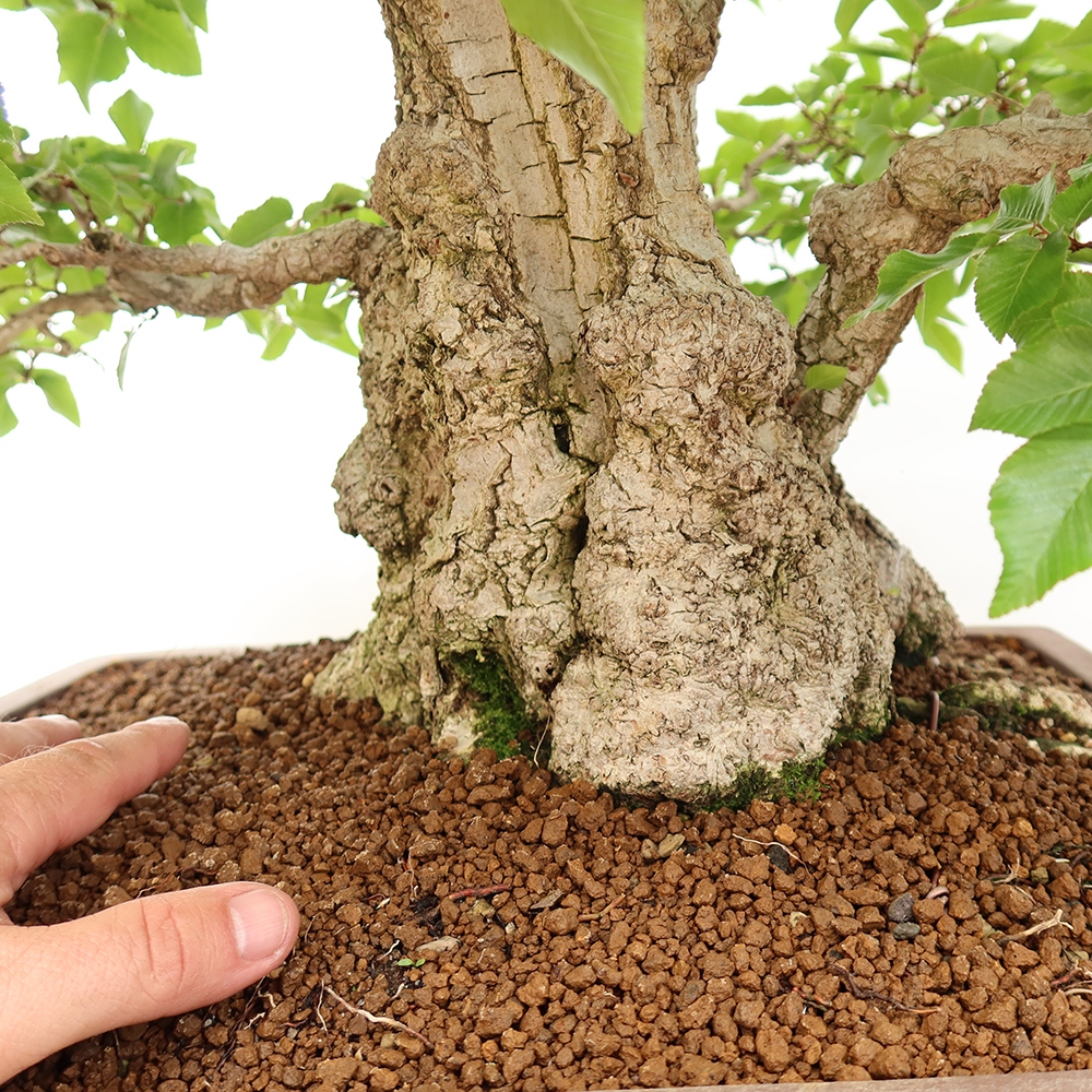 Bonsai im Freien - Carpinus Coreana - Koreanische Hainbuche