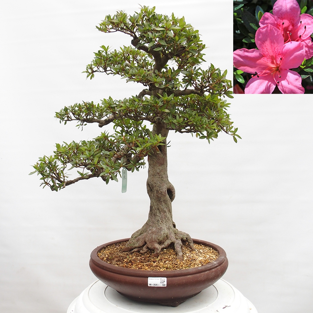 Bonsai für draußen - Japanische Azalee - Azalee Osakazumi