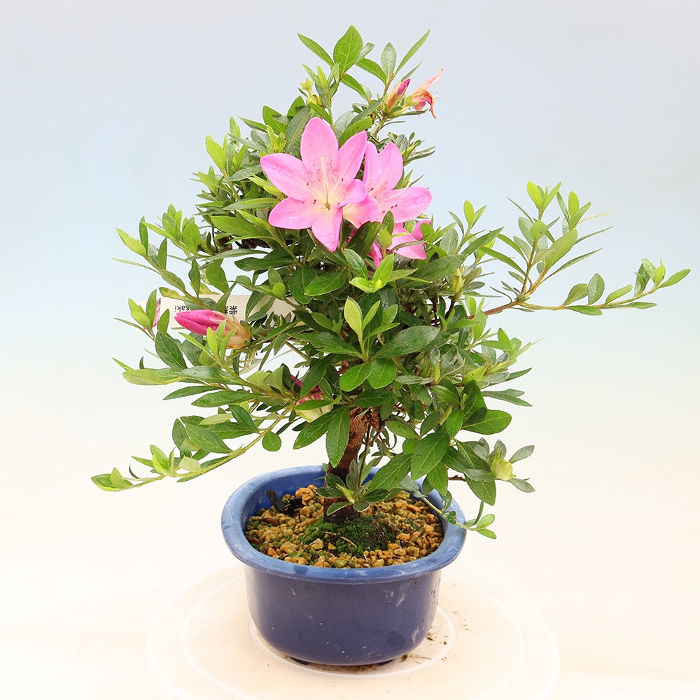 Bonsai für draußen - Japanische Azalee - Azalee Yoko