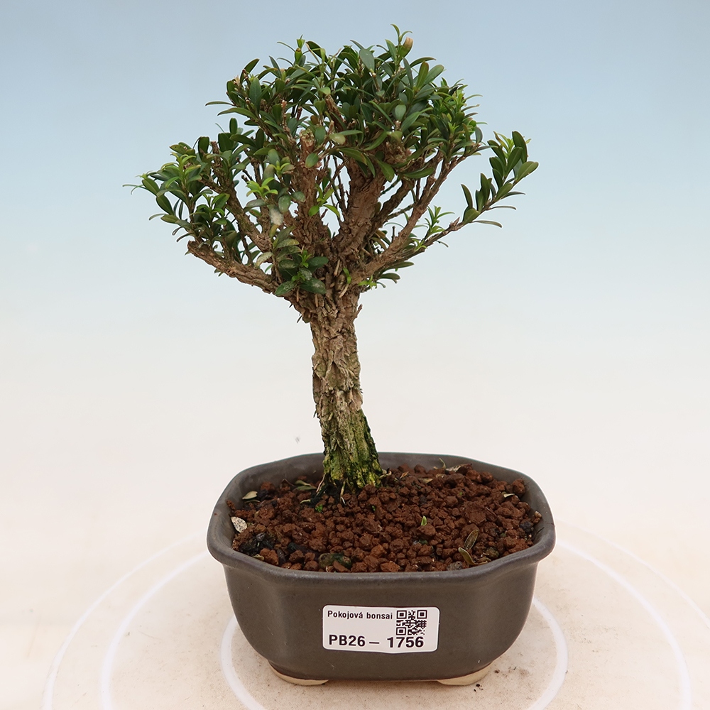 Zimmer Bonsai - Buxus harlandii - Korkbuxus