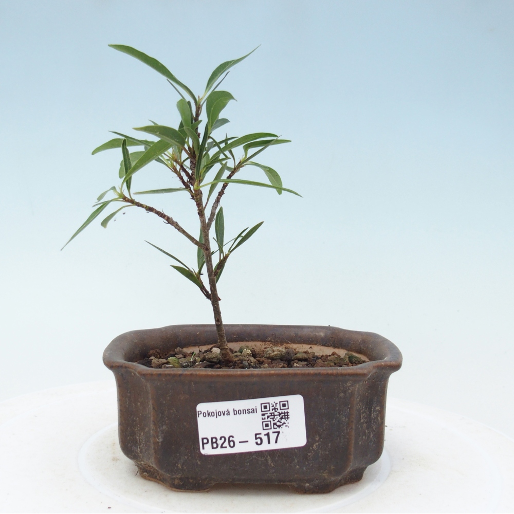 Zimmerbonsai - Ficus nerifolia - Kleinblättriger Ficus