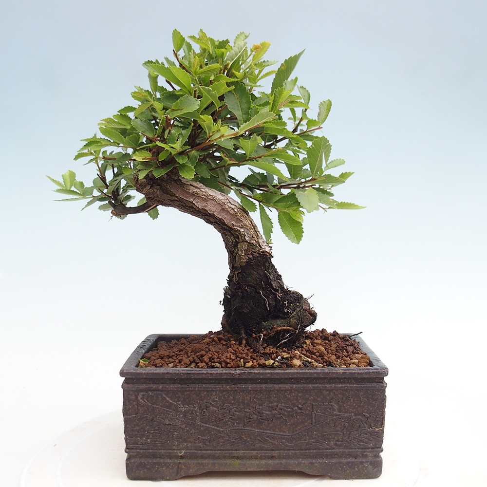 Bonsai im Freien - Zelkova - Zelkova NIRE