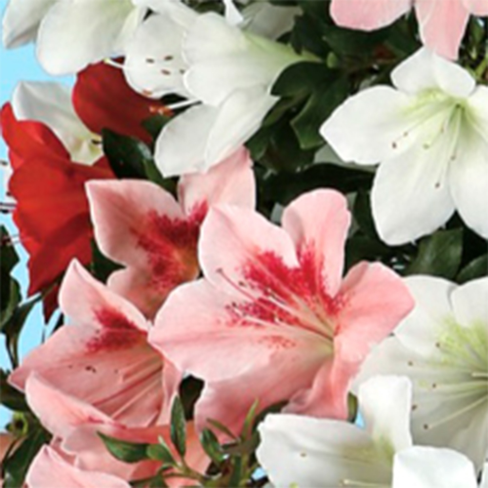 Bonsai für draußen - Japanische Azalee - Azalee Sayaka