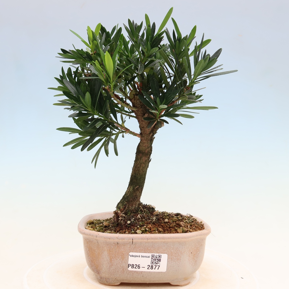 Zimmerbonsai - Podocarpus - Stein-Eibe