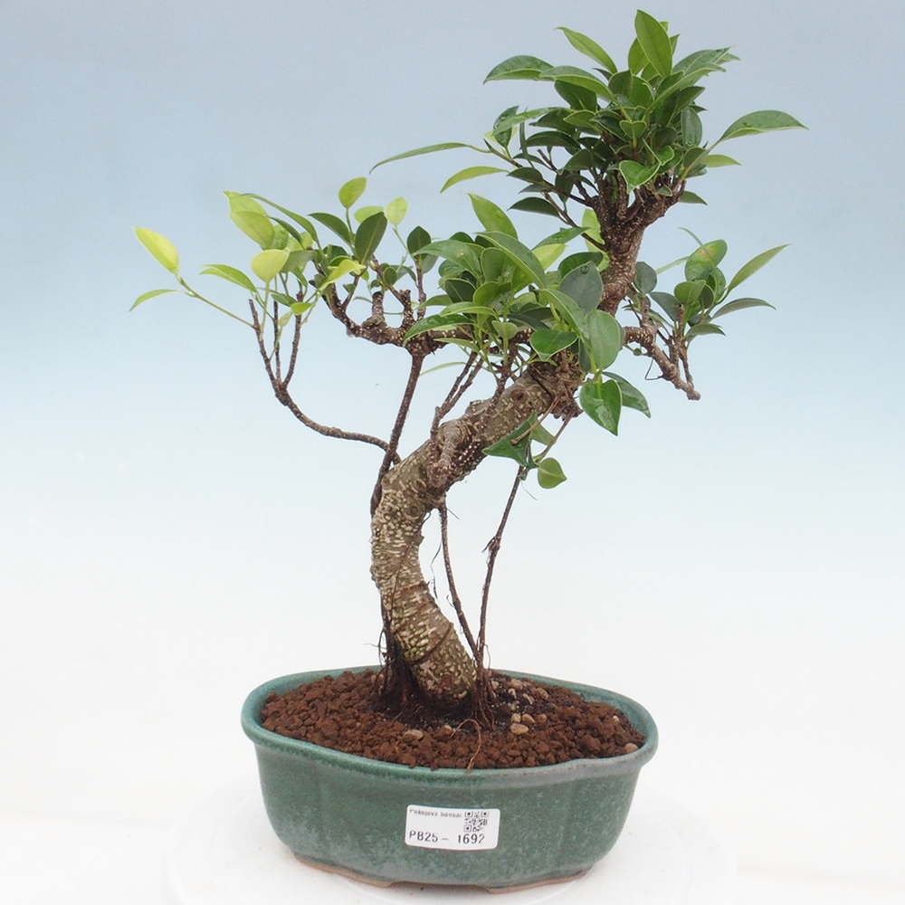 Indoor-Bonsai - Ficus retusa - kleiner Ficus