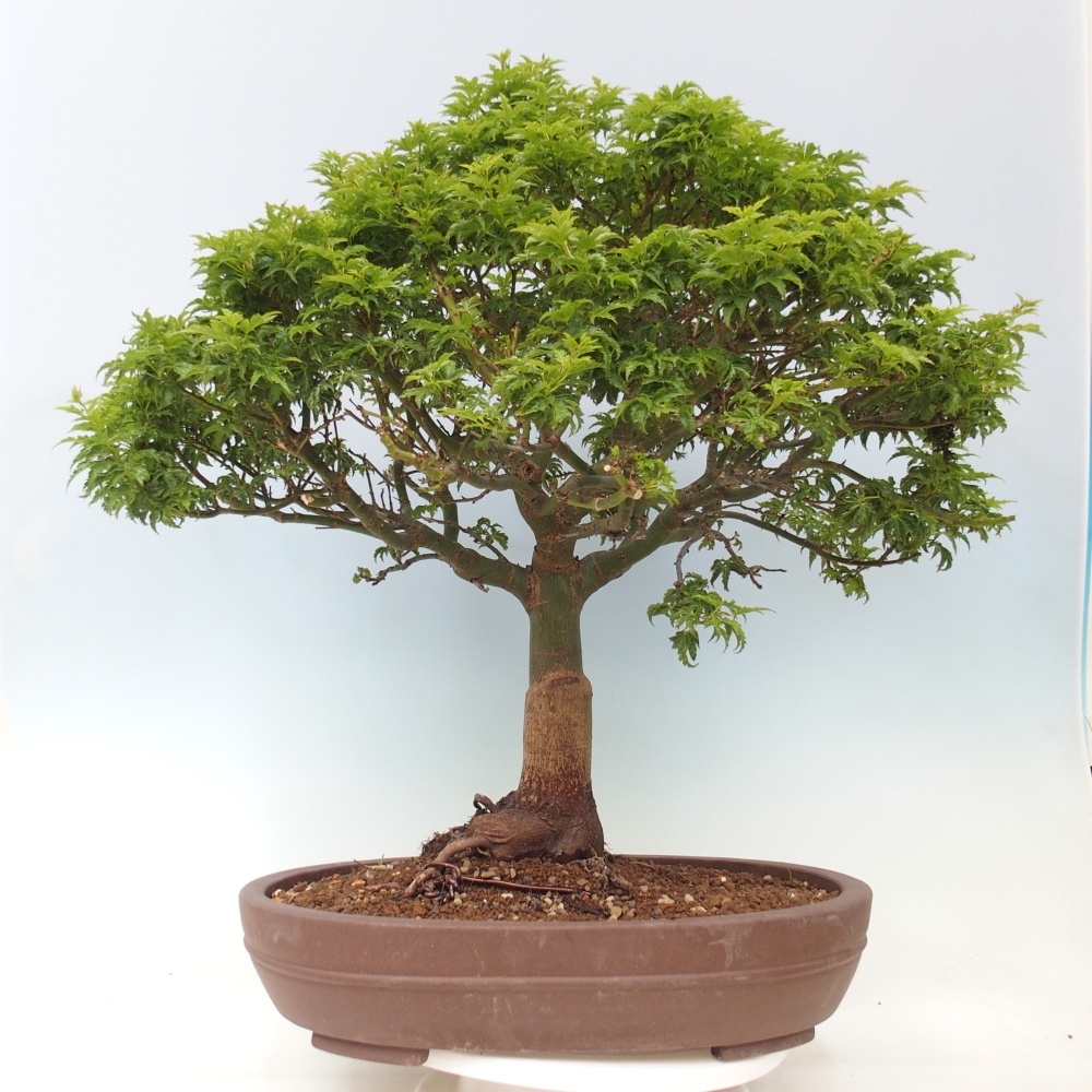 Bonsai für draußen -Javor-Palme Acer palmatum Shishigashira