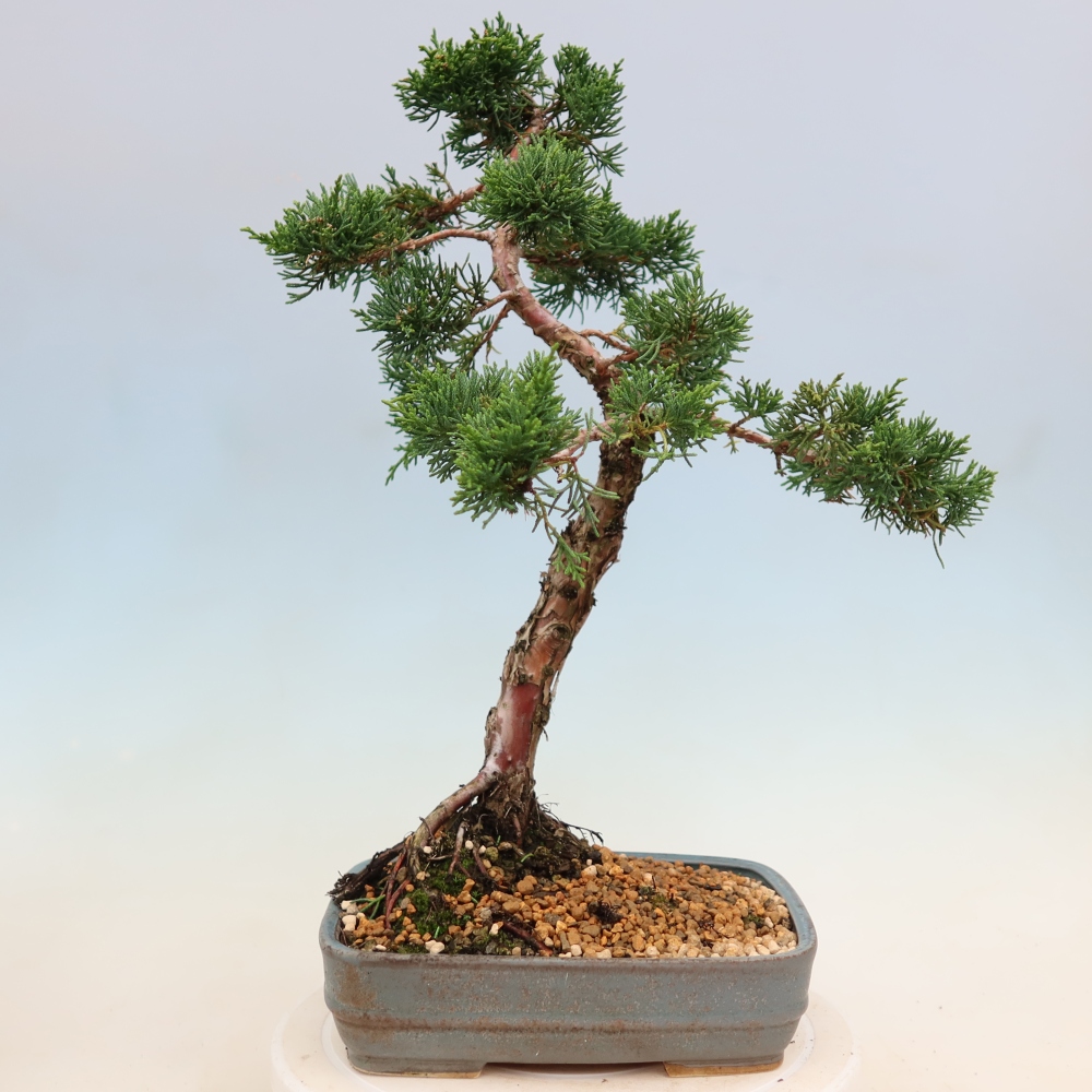Bonsai für draußen - Juniperus chinensis Kishu
