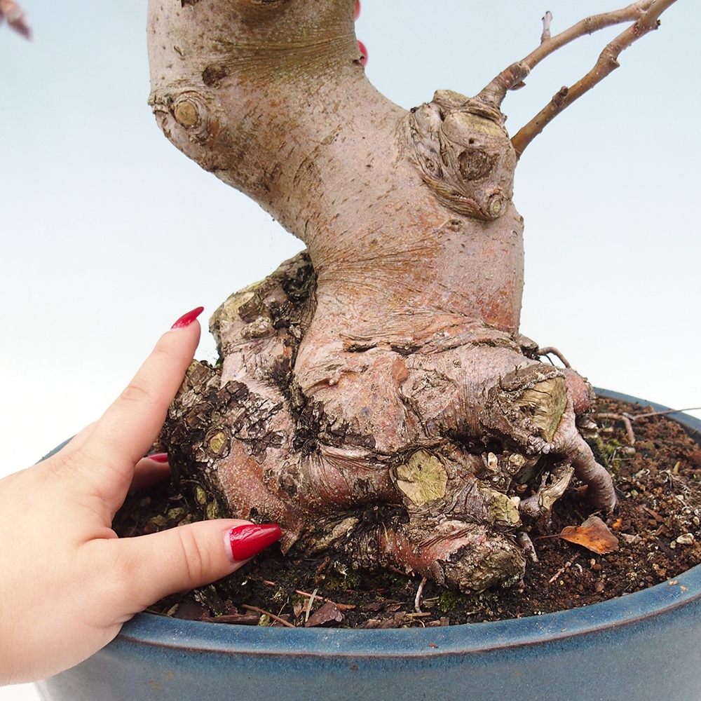Bonsai im Freien - Malus halliana - Kleinfruchtiger Apfelbaum