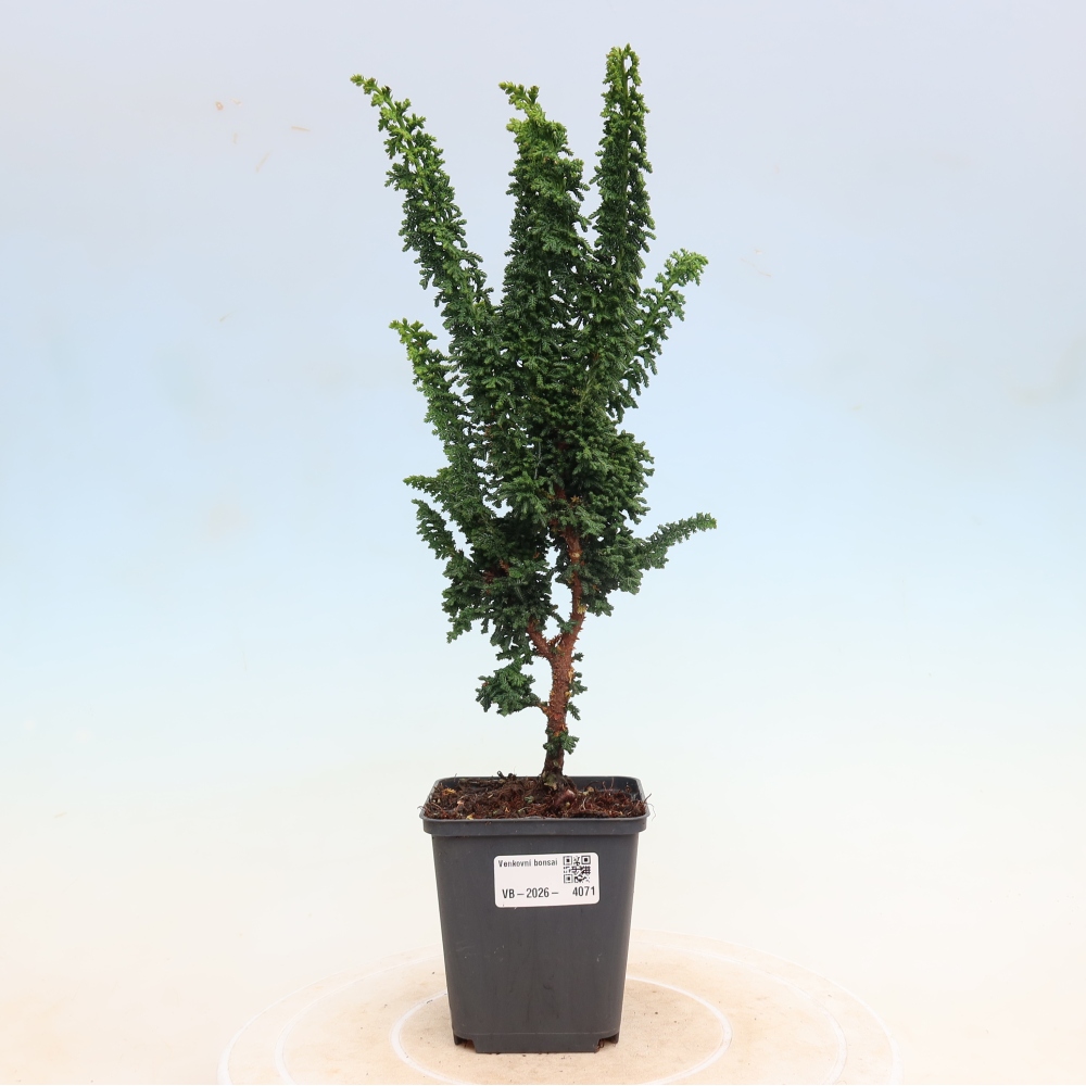 Bonsai für draußen - Cham. obtusa SEKKA HINOKI - Zypresse