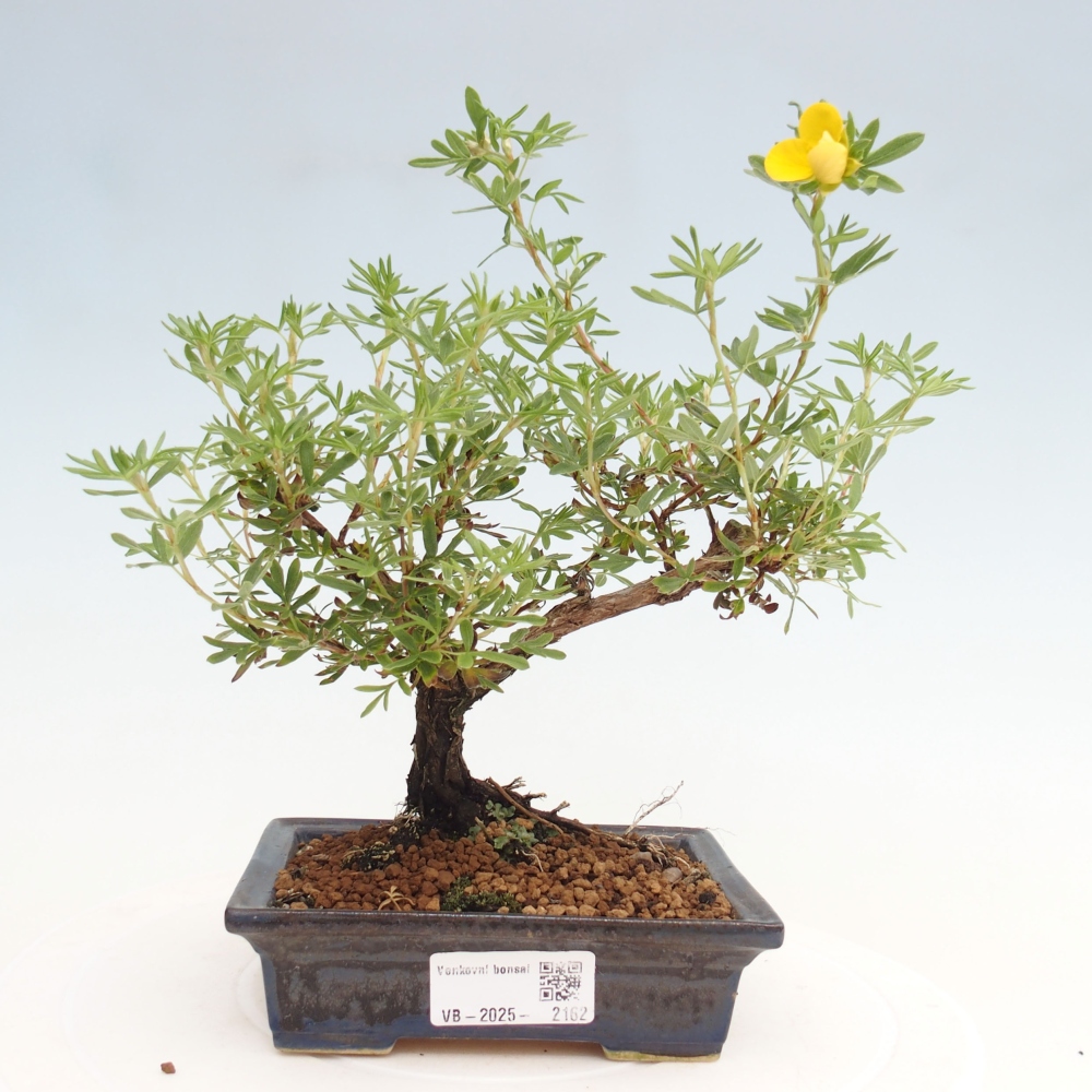 Outdoor-Bonsai-Fingerkraut - Potentila fruticosa gelber Vogel