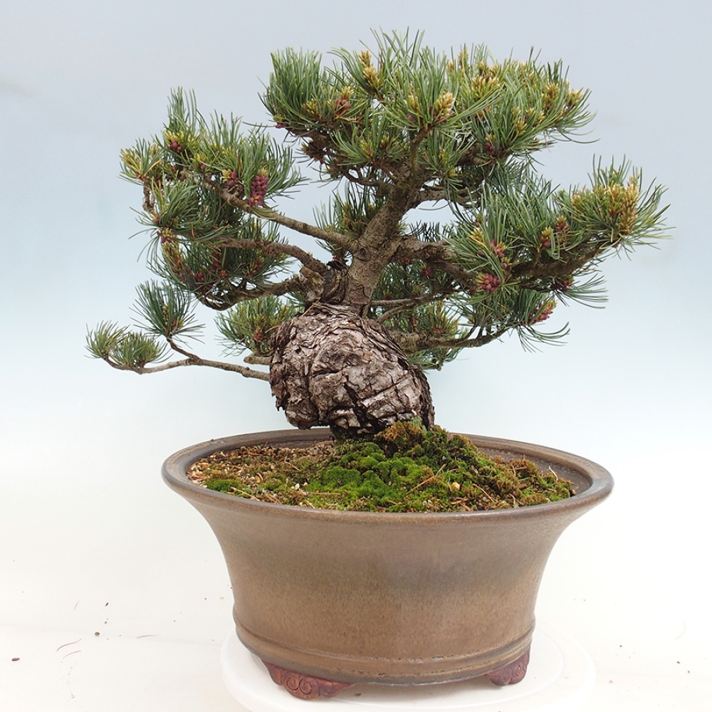 Bonsai für draußen - Pinus parviflora - Pinus parviflora