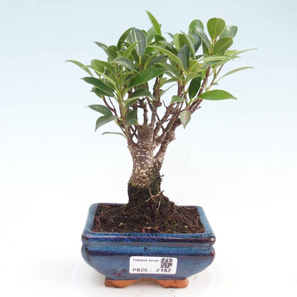 Zimmerbonsai - Kleinblättriger Ficus - Ficus kimmen