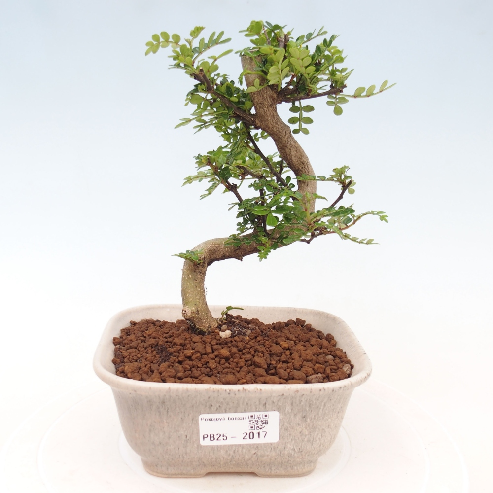 Indoor-Bonsai - Zantoxylum piperitum - Pfefferminze