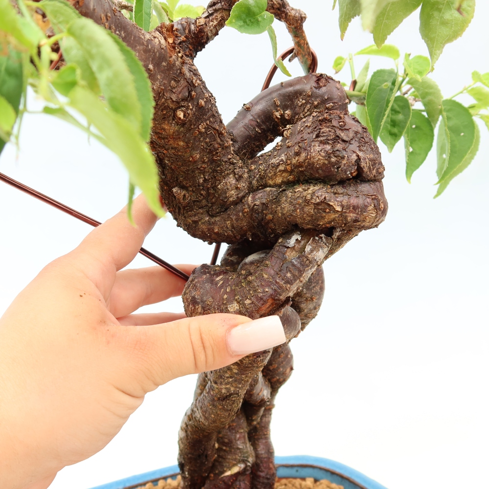 Bonsai für den Außenbereich – Japanischer Aprikosenbaum – Prunus Mume