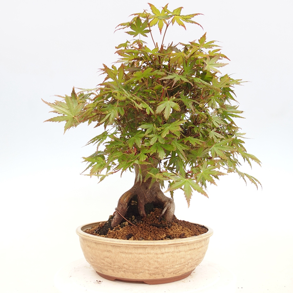 Bonsai im Freien - Acer palmatum - Auburn Ahorn