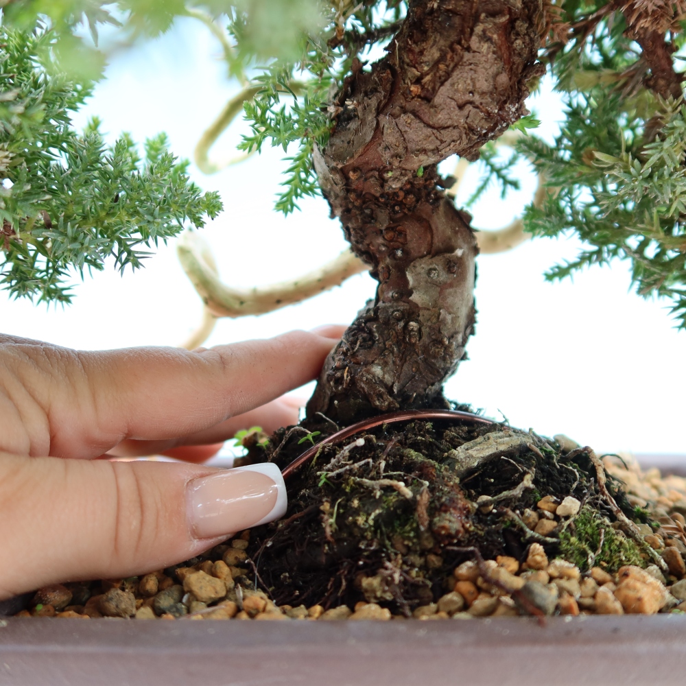 Bonsai für draußen - Juniperus procumbens - Juniperus procumbens