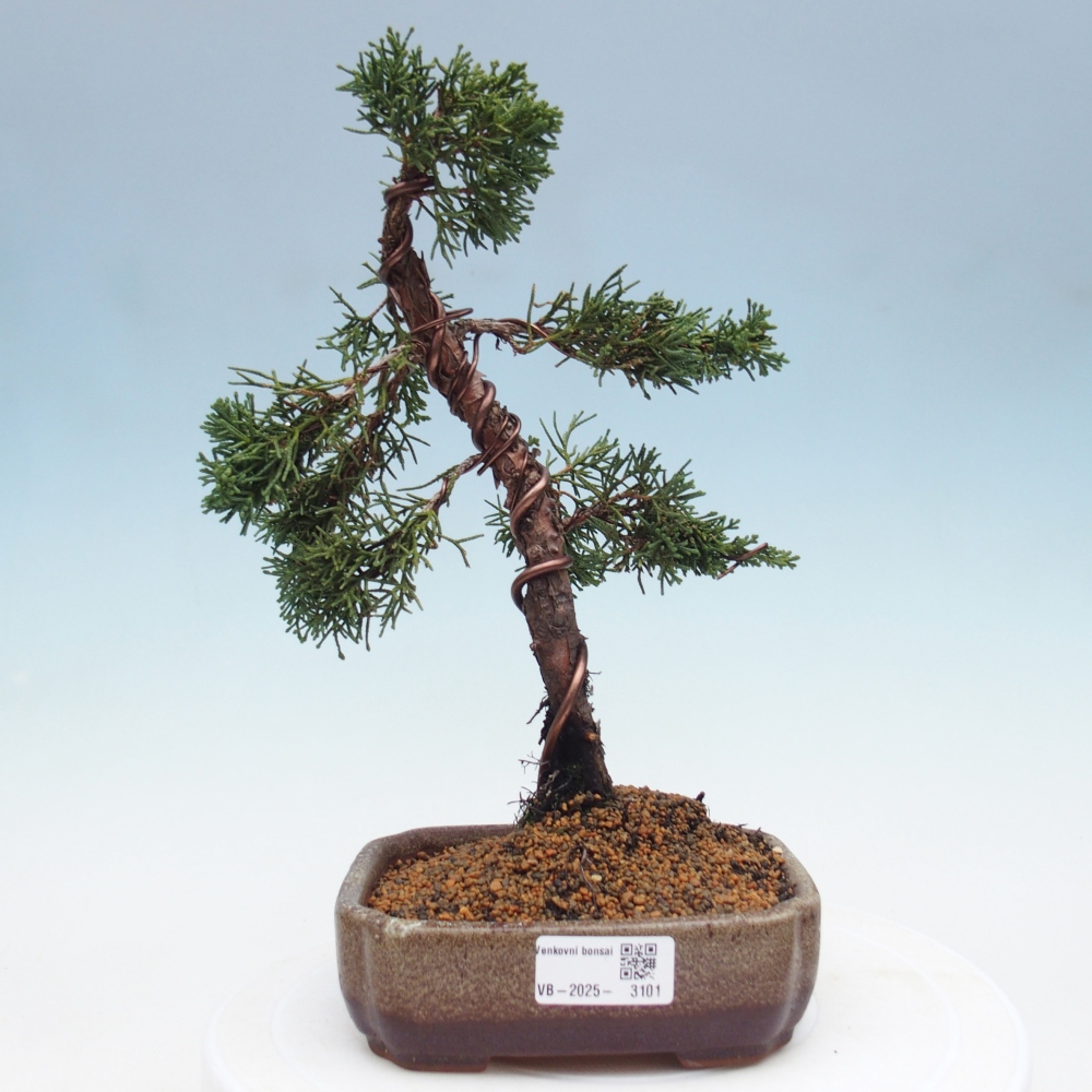 Bonsai im Freien - Juniperus chinensis Kishu - Chinesischer Wacholder
