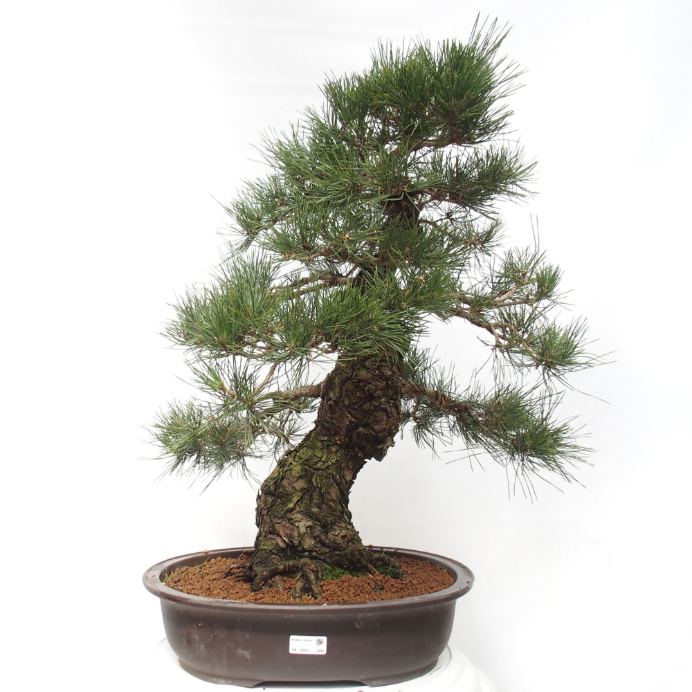 Outdoor-Bonsai - Pinus thunbergii - Thunbergkiefer