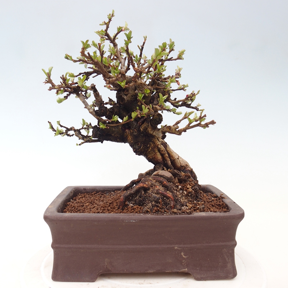 Bonsai für draußen - Chaneomeles speciosa - Quitte