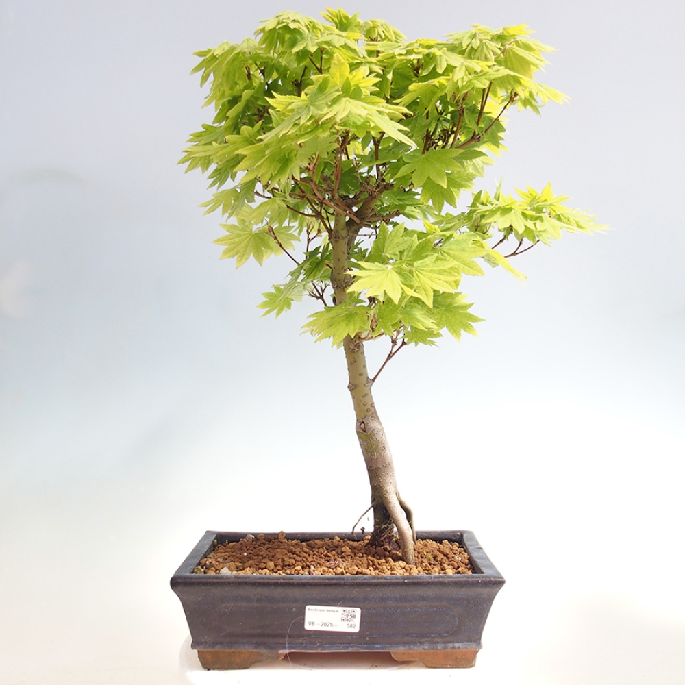 Bonsai im Freien - Ahorn palmatum katsura GISAN - Ahorn palmat