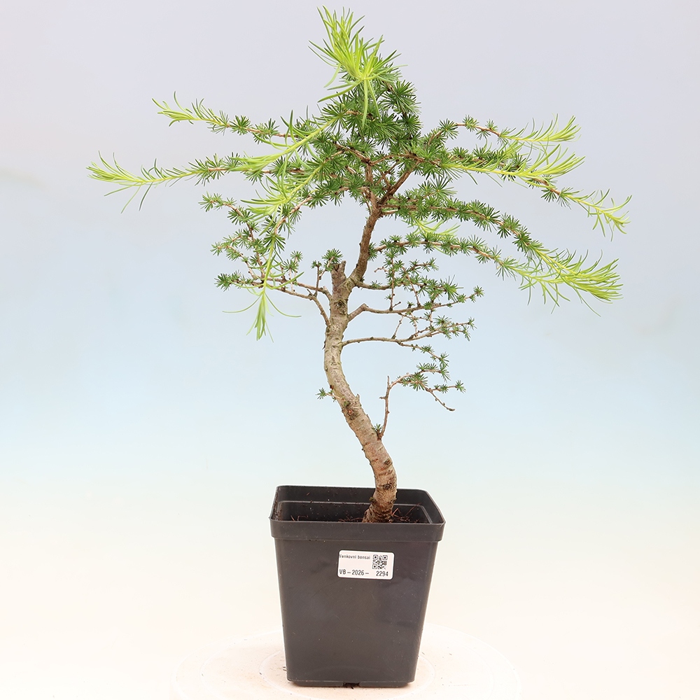 Bonsai für draußen -Larix decidua - Lärche