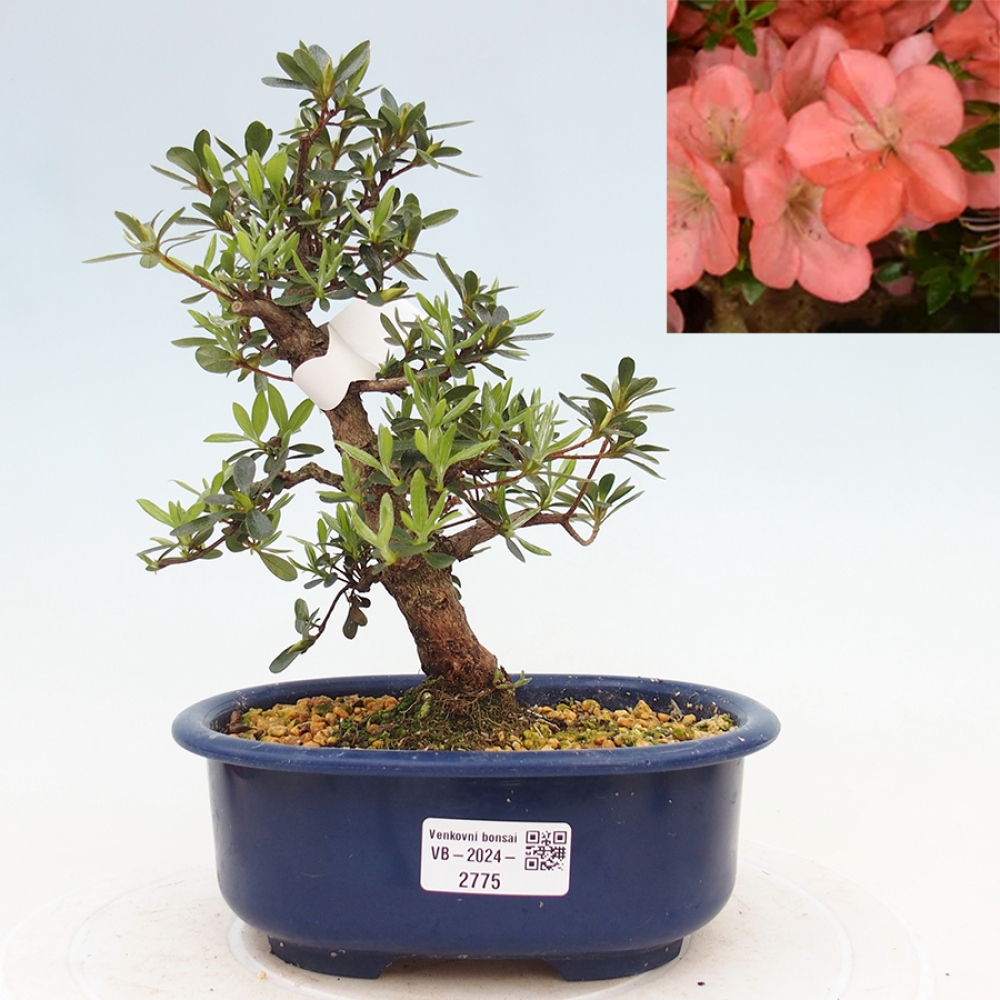 Bonsai im Freien - Japanische Azalee - Azalea Asazakura