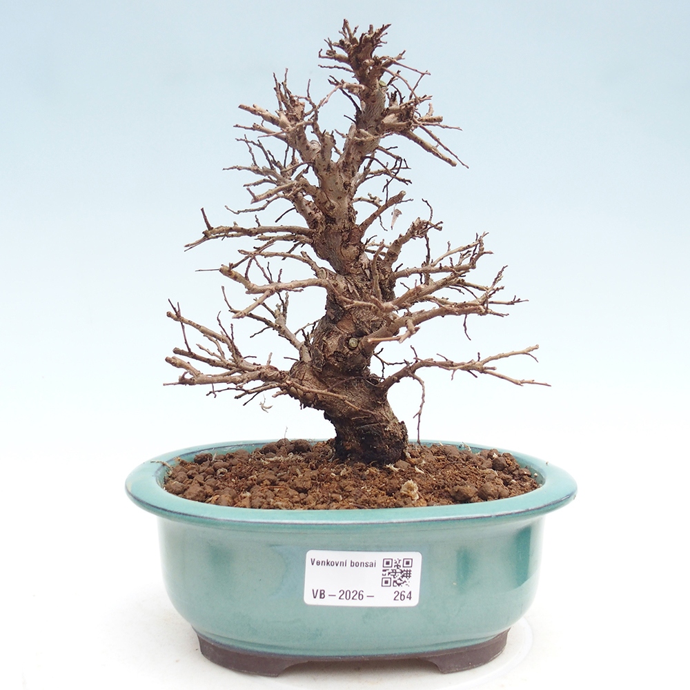 Bonsai für draußen - Zelkova - Zelkova NIRE