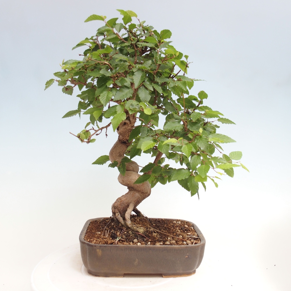 Bonsai im Freien -Carpinus CARPINOIDES - Koreanische Hainbuche