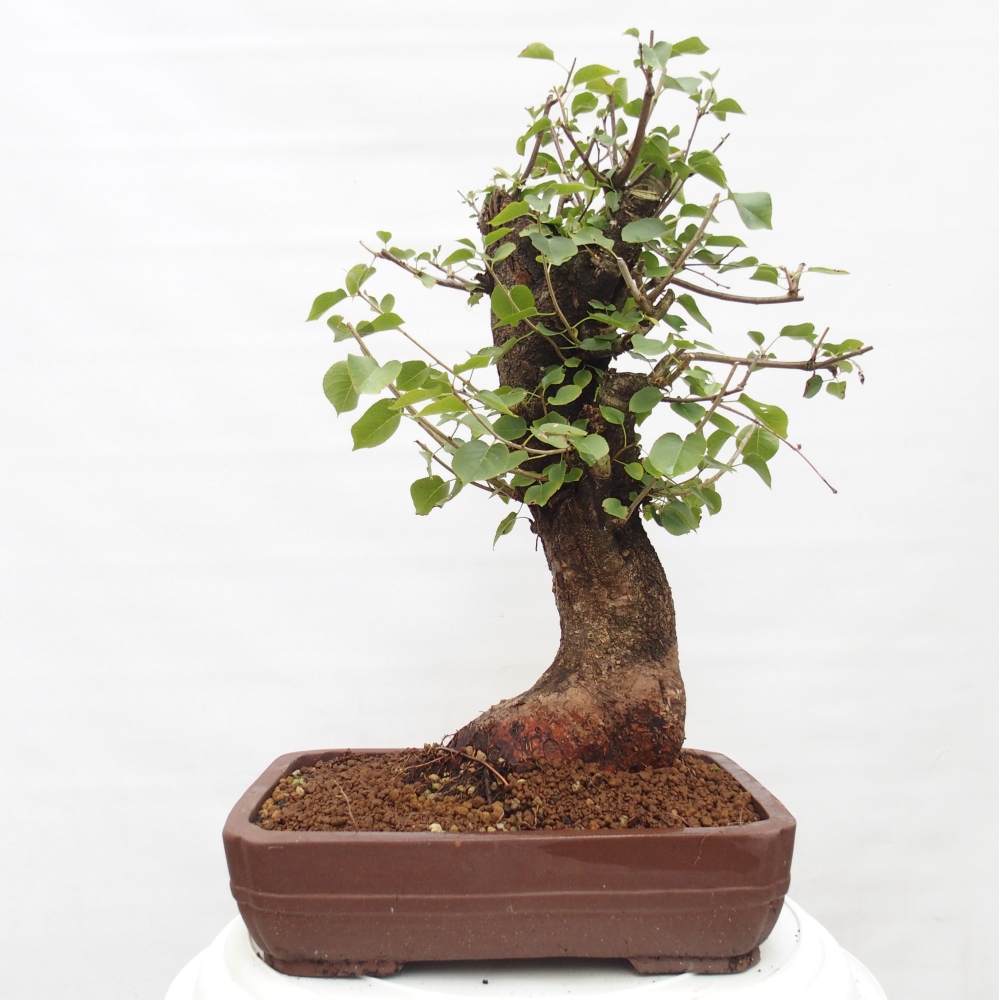 Bonsai im Freien - Mahalebka - Prunus mahaleb