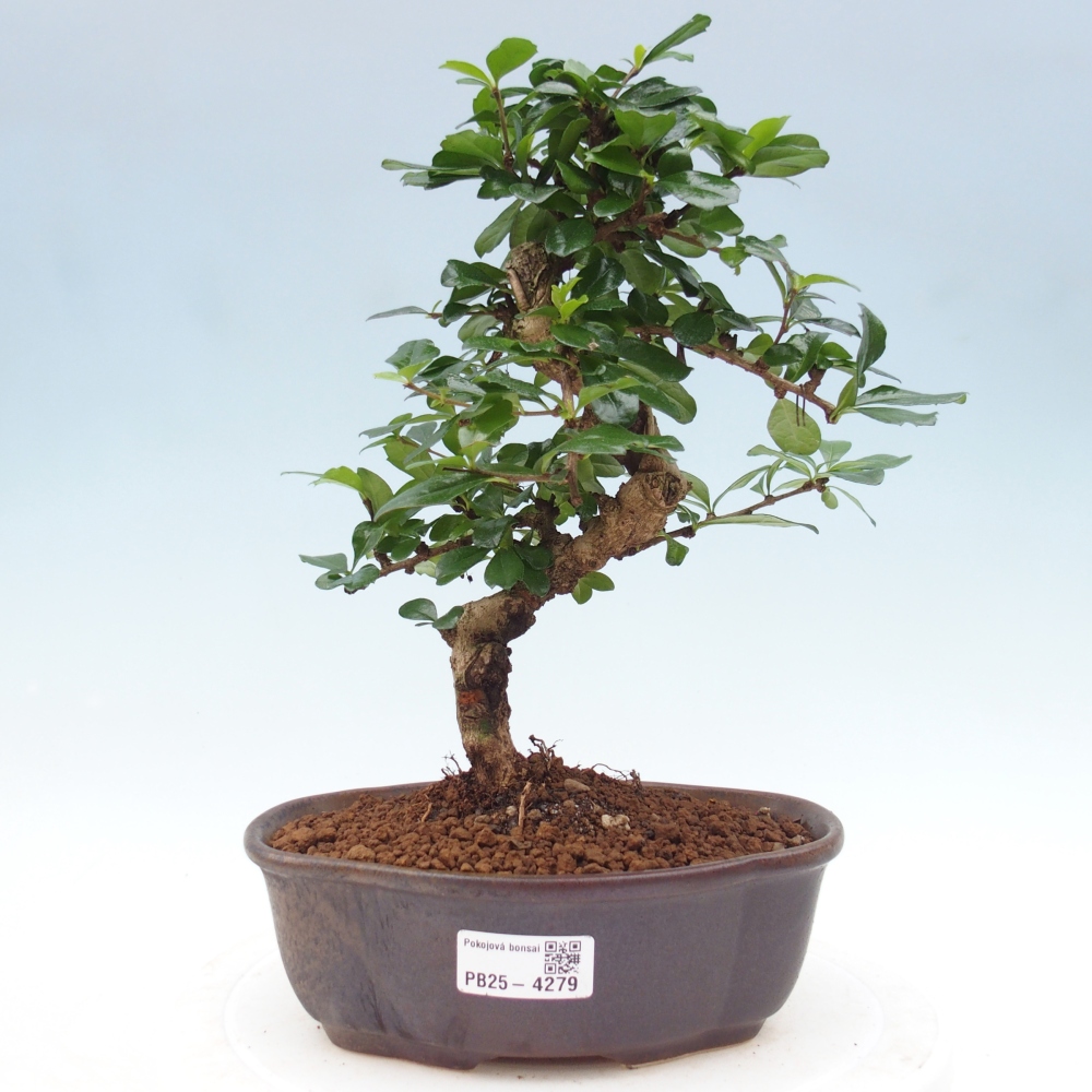 Zimmer-Bonsai - Carmona macrophylla - Tee-Fuki