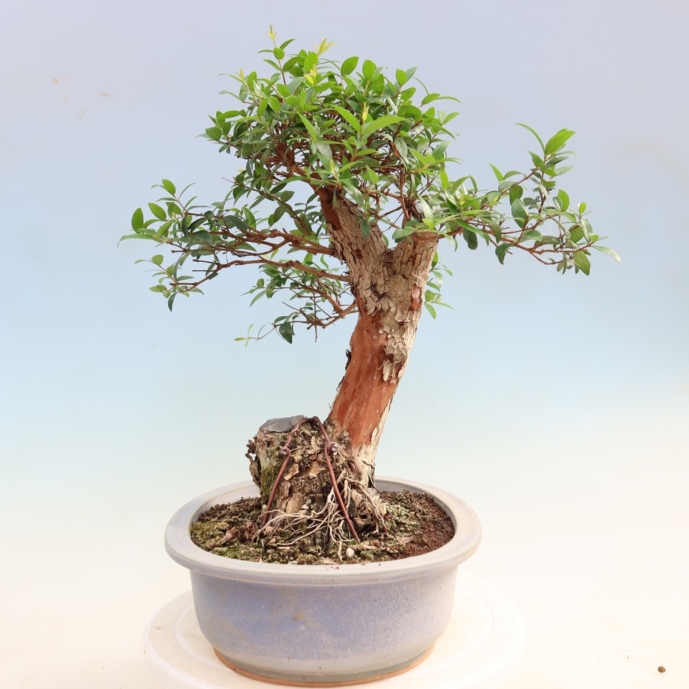 Zimmer Bonsai - Myrtus communis - Myrte