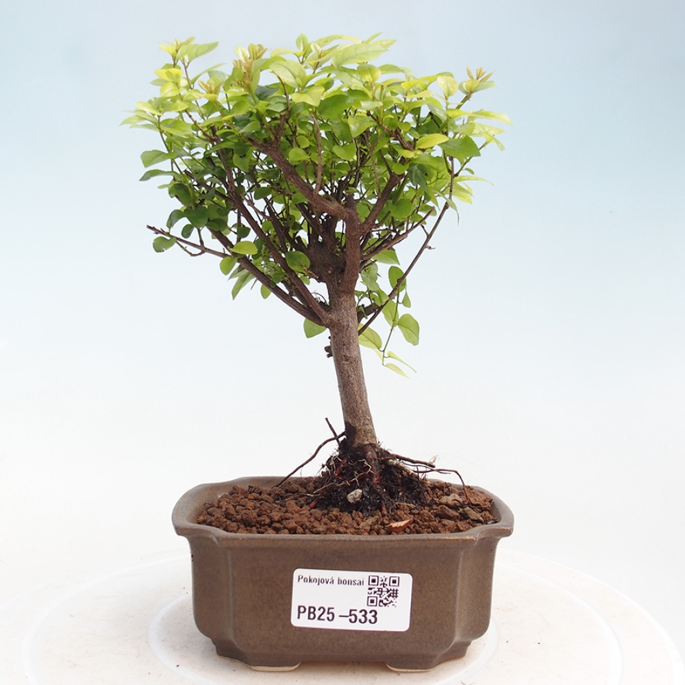 Innenbonsai - Sagerécie Thea - Sagerécie Thea