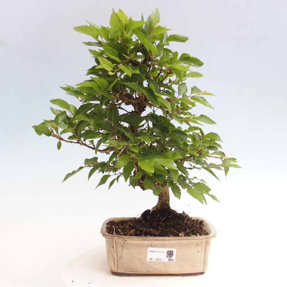 Bonsai im Freien -Carpinus CARPINOIDES - Koreanische Hainbuche