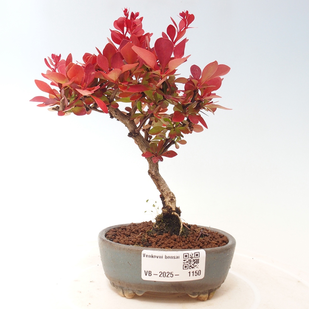 Bonsai im Freien - Berberis thunbergii Kobold - Dřištál Thunberg's