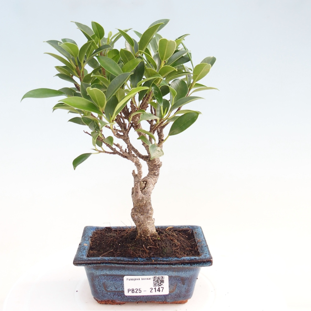 Zimmerbonsai - Kleinblättriger Ficus - Ficus kimmen